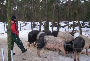 Sattelschweine im Schnee in Dobra