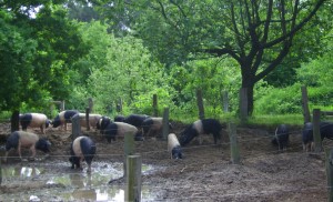 Sattelschweinherde im Auslauf in Marienhöhe