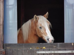Hier steht ein Pferd... heute im Stall